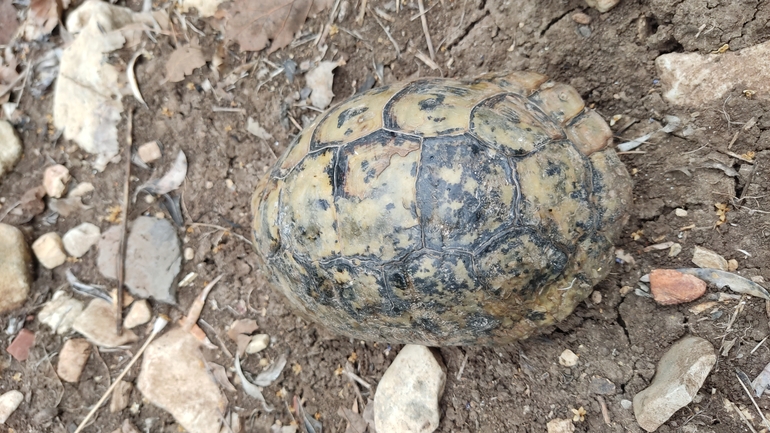 Testudo graeca  photographed by נעם שגב 