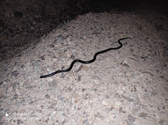 Atractaspis engaddensis  photographed by ניהול ציד (אפליקציה) 