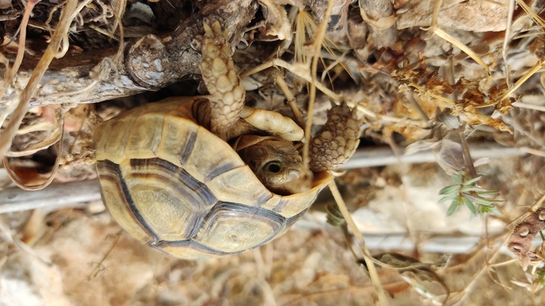 Testudo graeca  photographed by נעם שגב 