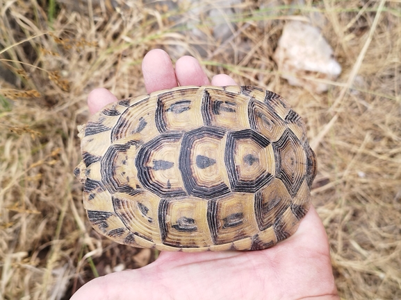 Testudo graeca  photographed by בעז שחם 