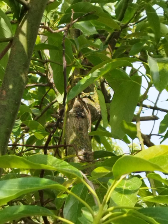 Lacerta laevis laevis  photographed by נטע פרידמן 