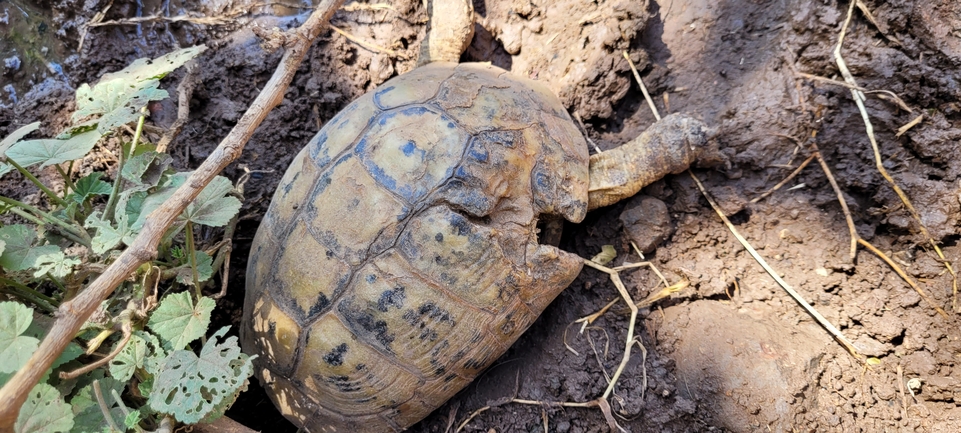 Testudo graeca  photographed by עדי בכור 