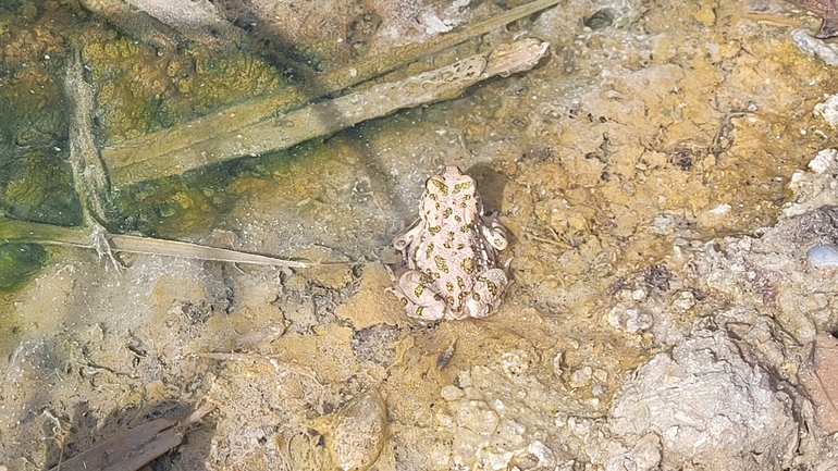 Bufo viridis  photographed by אריה לב רוזנברג 