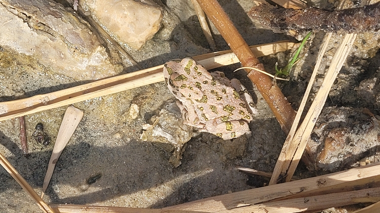 Bufo viridis  photographed by אריה לב רוזנברג 