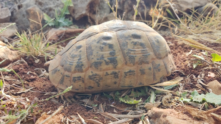 Testudo graeca  photographed by נעם שגב 