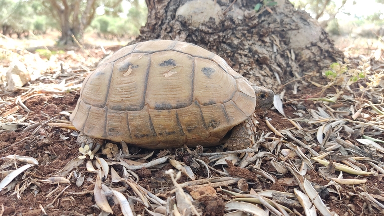 Testudo graeca  photographed by נעם שגב 