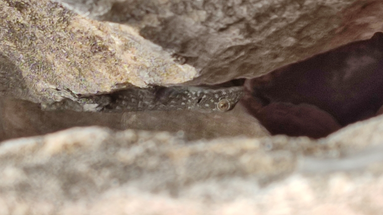 Ptyodactylus puiseuxi  photographed by נעם שגב 