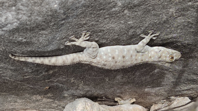 Ptyodactylus puiseuxi  photographed by נעם שגב 