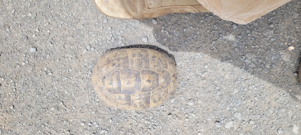 Testudo graeca  photographed by ג'ורג'י נורקין 