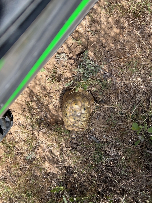 Testudo graeca  photographed by סרגיי שיפרין 