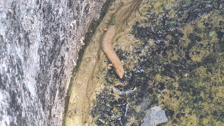 Chalcides ocellatus  photographed by דורון ניסים 