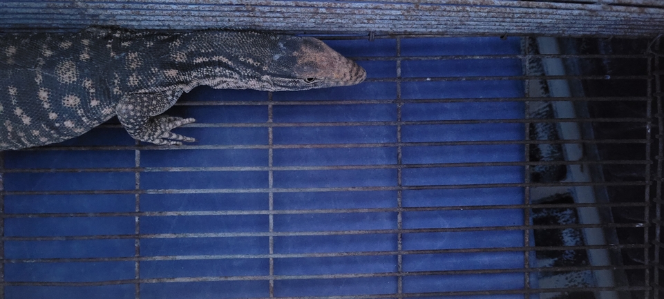 Varanus griseus  צולם על ידי אברהם לינקולן 