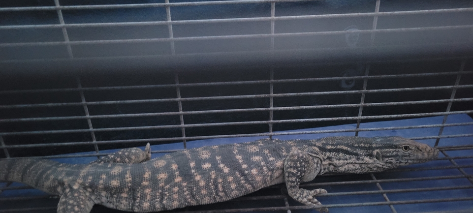 Varanus griseus  צולם על ידי אברהם לינקולן 