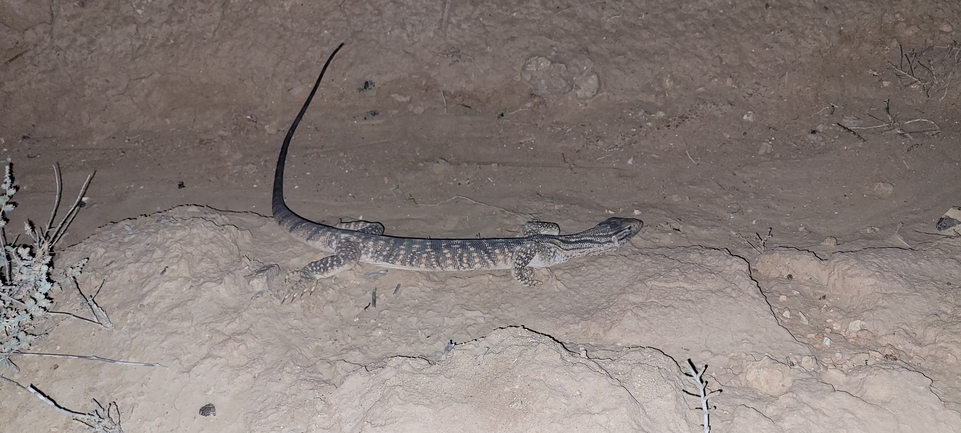 Varanus griseus  צולם על ידי אברהם לינקולן 