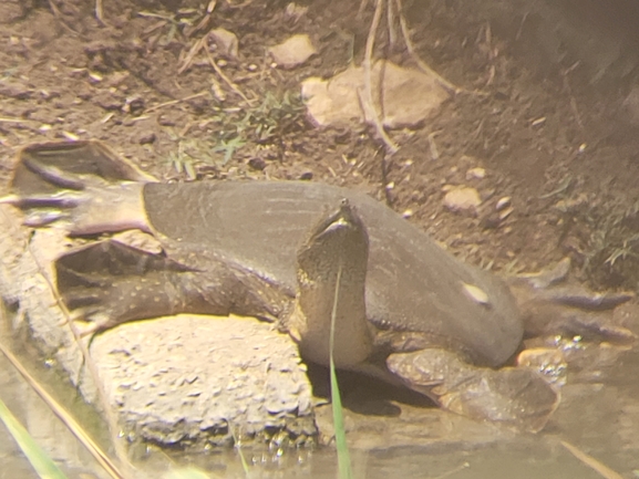 Trionyx triunguis  photographed by רועי פדרמן 