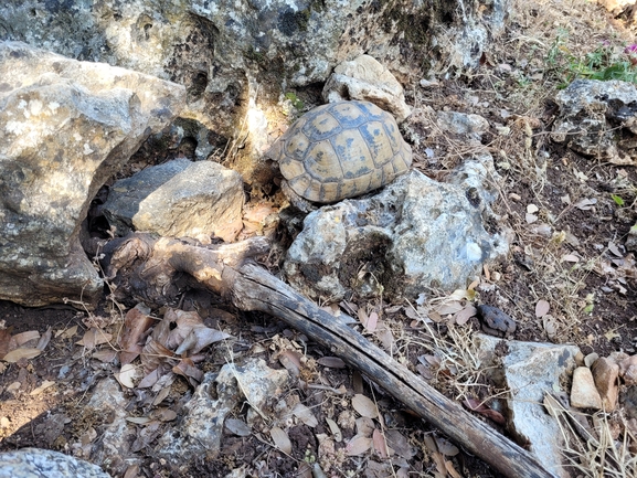 Testudo graeca  photographed by Dotan Rotem 