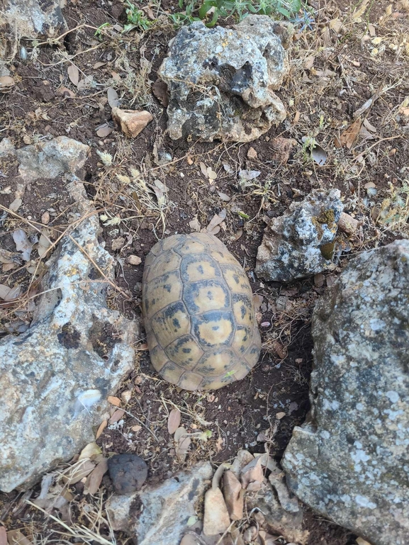 Testudo graeca  photographed by סמיר חמוד 