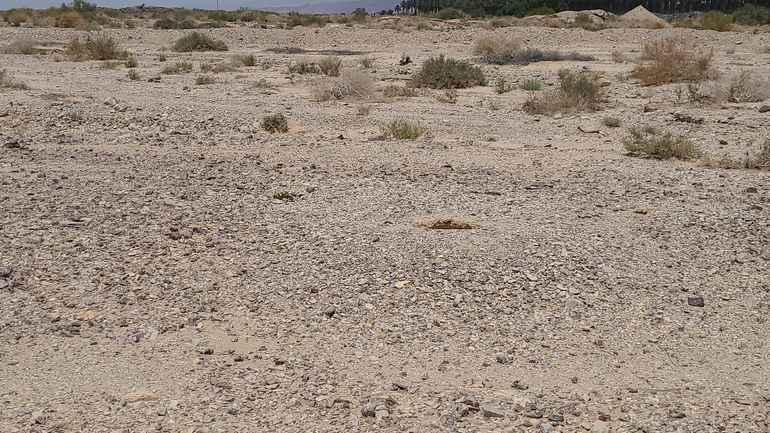 Dabb Lizard  photographed by יובל שגיא 