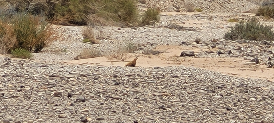 Uromastyx aegyptia  צולם על ידי יובל שגיא 