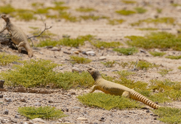 Dabb Lizard  photographed by דורון ניסים 