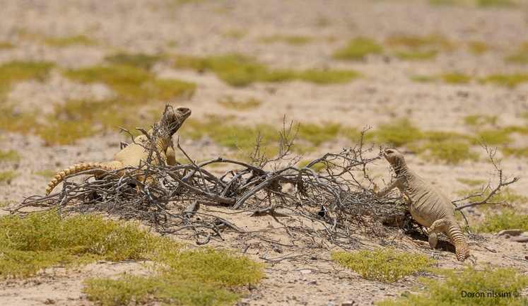 Dabb Lizard  photographed by דורון ניסים 