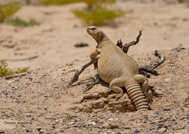 Uromastyx aegyptia  צולם על ידי דורון ניסים 