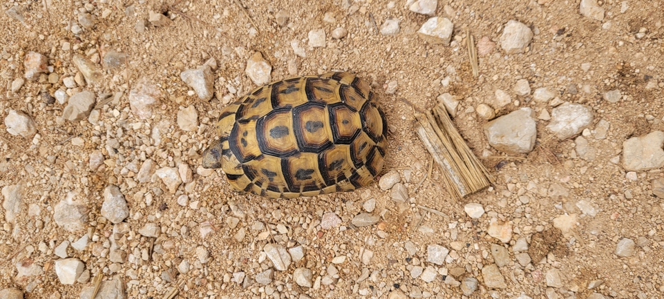 Testudo graeca  photographed by עדי בכור 