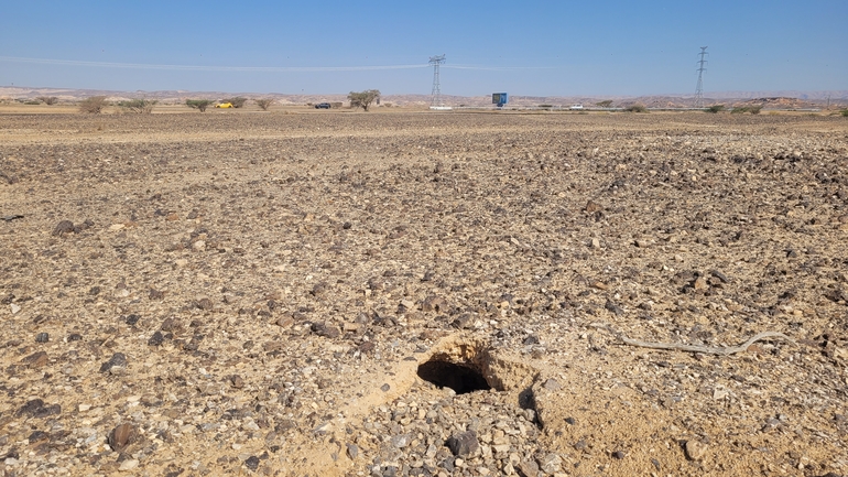 Dabb Lizard  photographed by אריה לב רוזנברג 