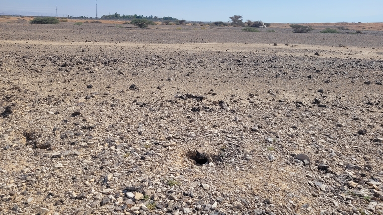 Dabb Lizard  photographed by אריה לב רוזנברג 