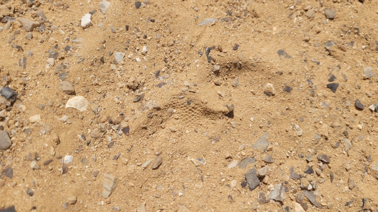 Dabb Lizard  photographed by אריה לב רוזנברג 