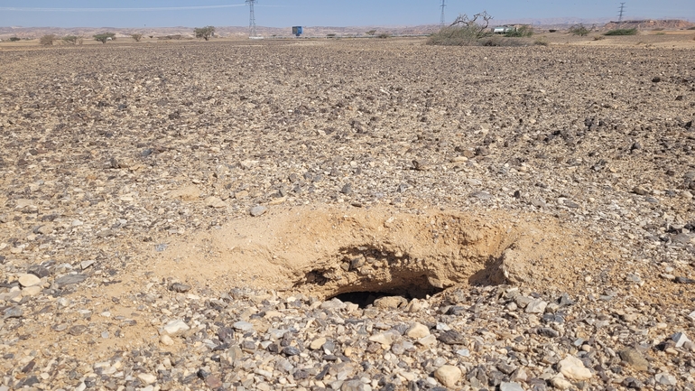 Dabb Lizard  photographed by אריה לב רוזנברג 