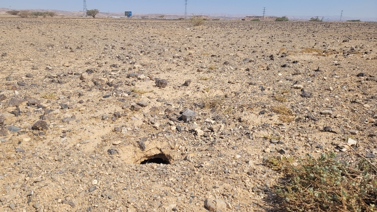 Dabb Lizard  photographed by אריה לב רוזנברג 