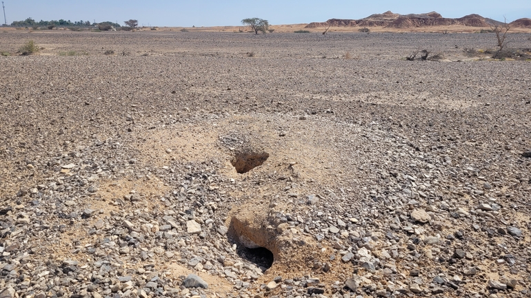 Dabb Lizard  photographed by אריה לב רוזנברג 