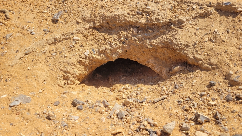 Dabb Lizard  photographed by אריה לב רוזנברג 