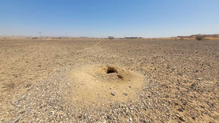 Dabb Lizard  photographed by אריה לב רוזנברג 