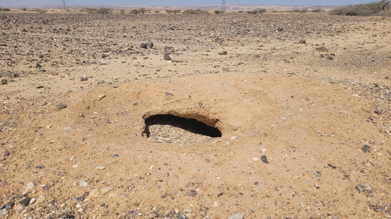 Dabb Lizard  photographed by אריה לב רוזנברג 