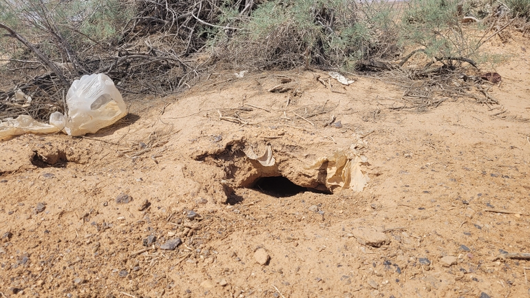 Dabb Lizard  photographed by אריה לב רוזנברג 