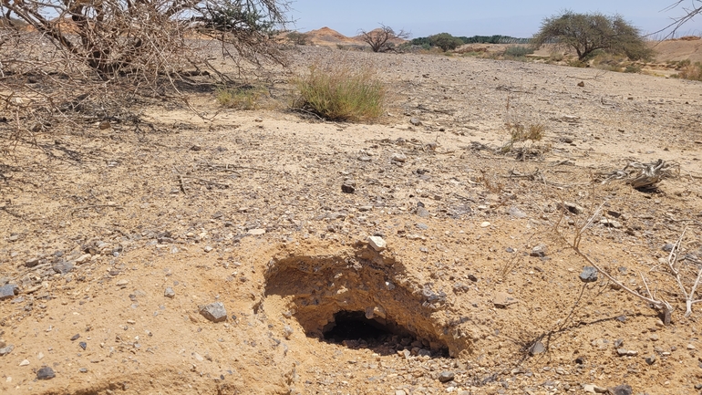 Dabb Lizard  photographed by אריה לב רוזנברג 