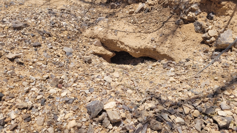 Dabb Lizard  photographed by אריה לב רוזנברג 