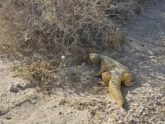 Uromastyx aegyptia  צולם על ידי אביעד בר 