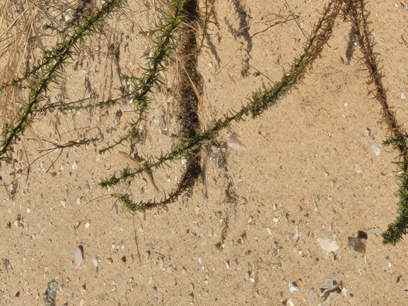 Acanthodactylus scutellatus  photographed by סיון מרדוק 