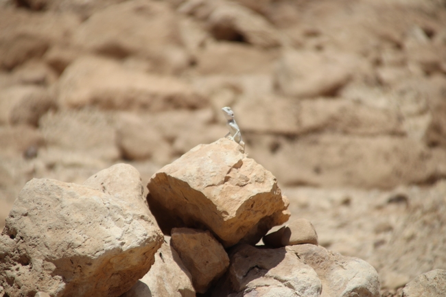 Agama sinaita  photographed by שי רוזנצוויג 