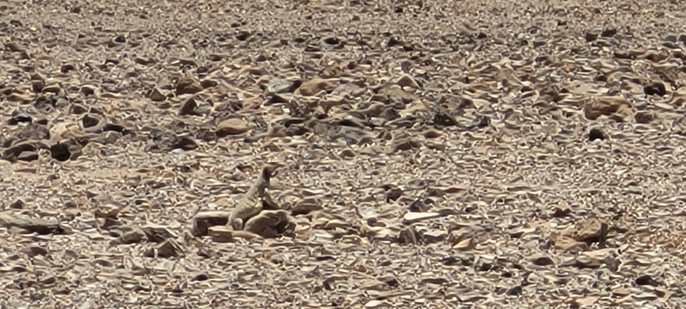 Dabb Lizard  photographed by יובל שגיא 