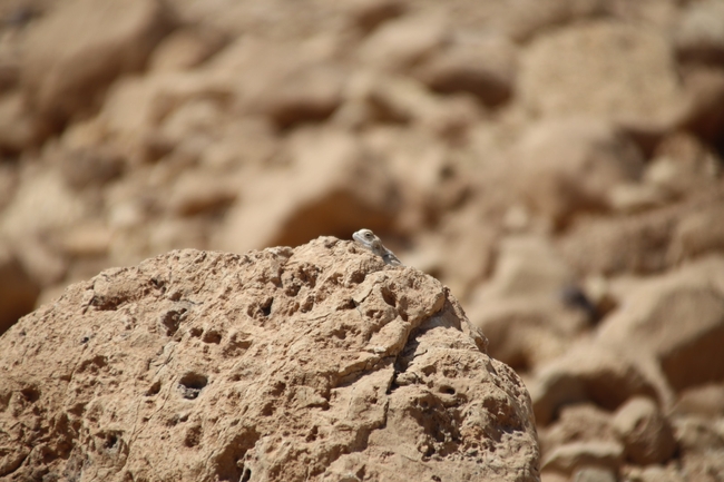 Agama sinaita  photographed by שי רוזנצוויג 