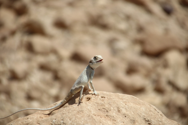 Agama sinaita  photographed by שי רוזנצוויג 