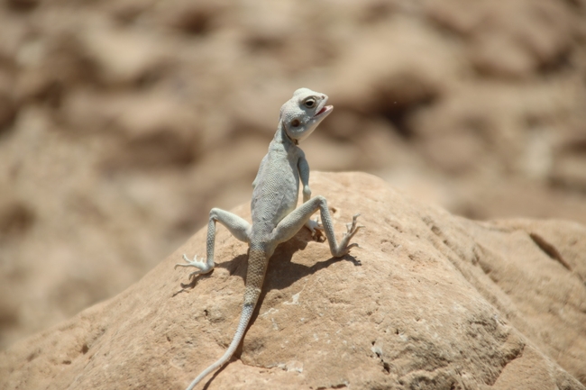 Agama sinaita  photographed by שי רוזנצוויג 