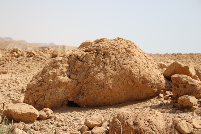 חרדון סיני  צולם על ידי שי רוזנצוויג 