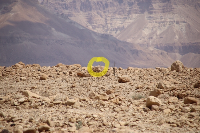 Dabb Lizard  photographed by שי רוזנצוויג 