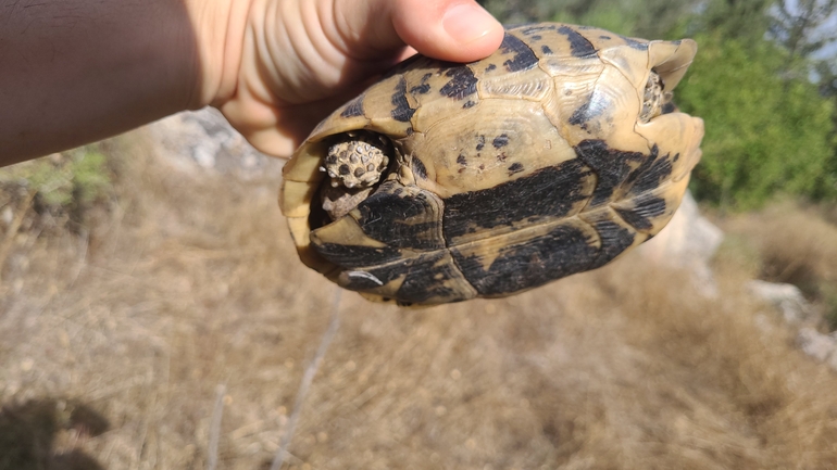 Testudo graeca  photographed by סיון מרדוק 