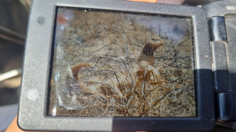 Dabb Lizard  photographed by דניאל שמר 